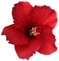 red hawaiian rose or shoe flower or hibiscus or chinese rose or hibiscus rosa sinensis.