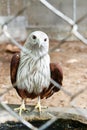 Red hawk in cage Royalty Free Stock Photo