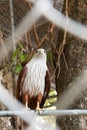Red hawk in cage Royalty Free Stock Photo