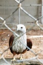 Red hawk in cage Royalty Free Stock Photo