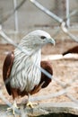 Red hawk in cage Royalty Free Stock Photo