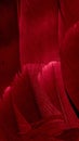 red hawk feathers with visible detail. background or texture Royalty Free Stock Photo
