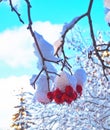 Red hawthorn berries on a branch covered with snow and ice on blue sky background. Winter background. close up Royalty Free Stock Photo