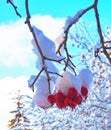 Red hawthorn berries on a branch covered with snow and ice on blue sky background. Winter background. close up Royalty Free Stock Photo