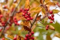 Red hawthorn berries on a colorful tree branch Royalty Free Stock Photo