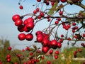 Red hawthorn berries, Crataegus oxyacantha