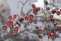 Red hawthorn berries hang on a branch in winter covered with snow. Food and vitamins for birds in winter. Royalty Free Stock Photo