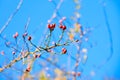 Red hawthorn berries, healthy wild fruits, blue sky Royalty Free Stock Photo