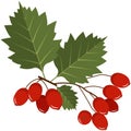 Red hawthorn berries on stem with leaves flat vector icon