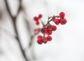 Red hawthorn berries in winter