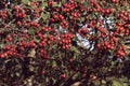 Red hawthorn fruit in autumn on green background Royalty Free Stock Photo