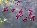 red hawthorn fruit (Hawthorn Berry)