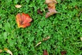 Red hawthorn leaf on green clover and grass Royalty Free Stock Photo