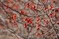 Red hawthorn. Medicinal plant. Use of hawthorn for the treatment of heart disease