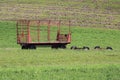 Red hay wagon in the green field Royalty Free Stock Photo