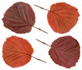 Red Hazel leaf