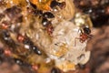 Red head ant honeypot Myrmecocystus close up Royalty Free Stock Photo