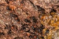 Red head ant honeypot Myrmecocystus close up Royalty Free Stock Photo