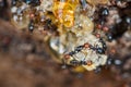 Red head ant honeypot Myrmecocystus close up macro Royalty Free Stock Photo