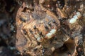 Red head ant honeypot Myrmecocystus close up macro Royalty Free Stock Photo