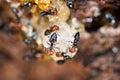 Red head ant honeypot Myrmecocystus close up macro Royalty Free Stock Photo