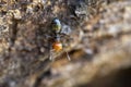 Red head ant honeypot Myrmecocystus close up macro Royalty Free Stock Photo