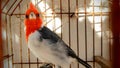 Red head bird in jail Royalty Free Stock Photo