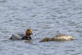 Red head duck couple dive for food