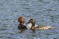 Red head duck couple in the water