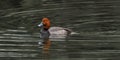 Red head duck male drake (Aythya americana) swimming, ripples in water Royalty Free Stock Photo