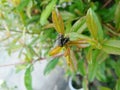 Red head flies Bromophila caffra are breeding on young leaves pomegranate