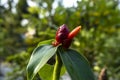 Red Head Ginger flower in the garden. Costus speciosus