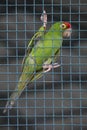 Red head green parrot in cage Royalty Free Stock Photo