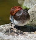 The red head is a medium-sized diving duck.