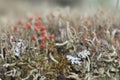 Red-head moss macro background