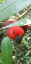 Red Head Parrot