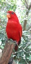 Red head parrot