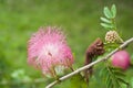 Red Head Powder Puff. Royalty Free Stock Photo