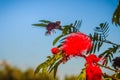 Red head powder puff flower (Calliandra haematocephala) on tree with blue sky background. Calliandra haematocephala is a species o Royalty Free Stock Photo