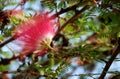 Red head powder puff Flower Royalty Free Stock Photo