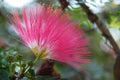 Red head powder puff Flower Royalty Free Stock Photo