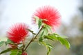 Red head powder puff Flower Royalty Free Stock Photo