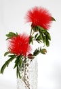 Red head powder puff Flower Royalty Free Stock Photo