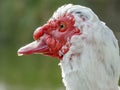 red head of profile duck on a city garden lake Royalty Free Stock Photo