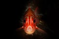 red head robust soldierfish fish Royalty Free Stock Photo