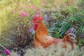 Red head rooster close in the garden.  Portrait of a brown cock Royalty Free Stock Photo