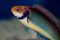 Red Head Solon Fairy Wrasse Male Close Up