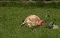 Red head turkey on meadow Royalty Free Stock Photo