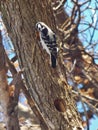 Checking out the nest she made! Royalty Free Stock Photo