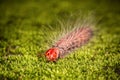 Red head worm Royalty Free Stock Photo